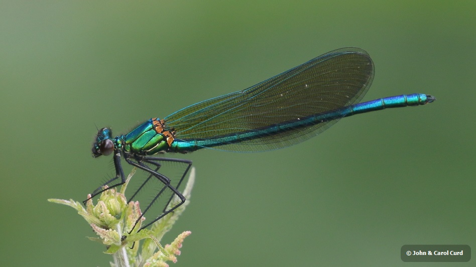 J18_0957 Calopteryx xanthostoma imm male.JPG